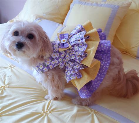 tiny dog designer couture clothing.